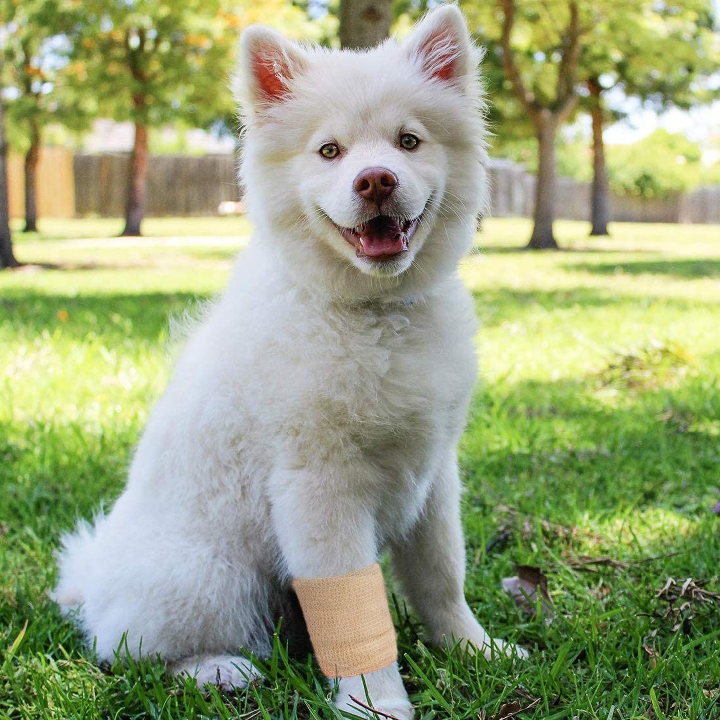 White dog with a bandaged paw sitting on grass

