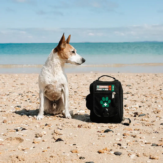 Dog sitting on a beach with a first aid kit nearby

