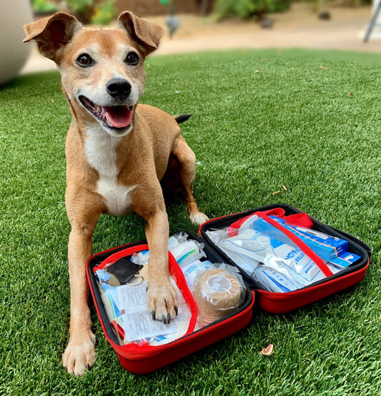 Dog with an open first aid kit on grass